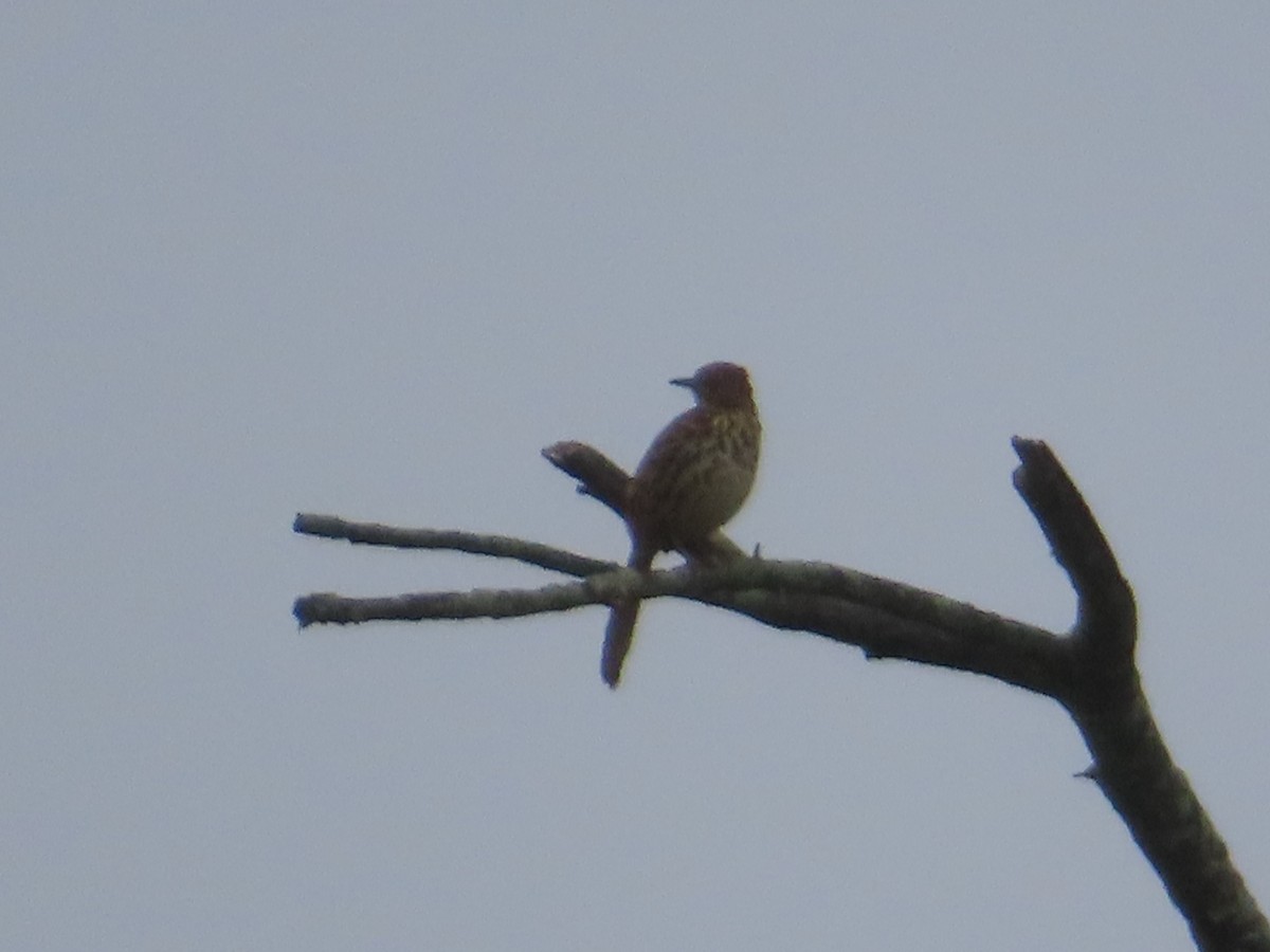 Brown Thrasher - Carol Mullen