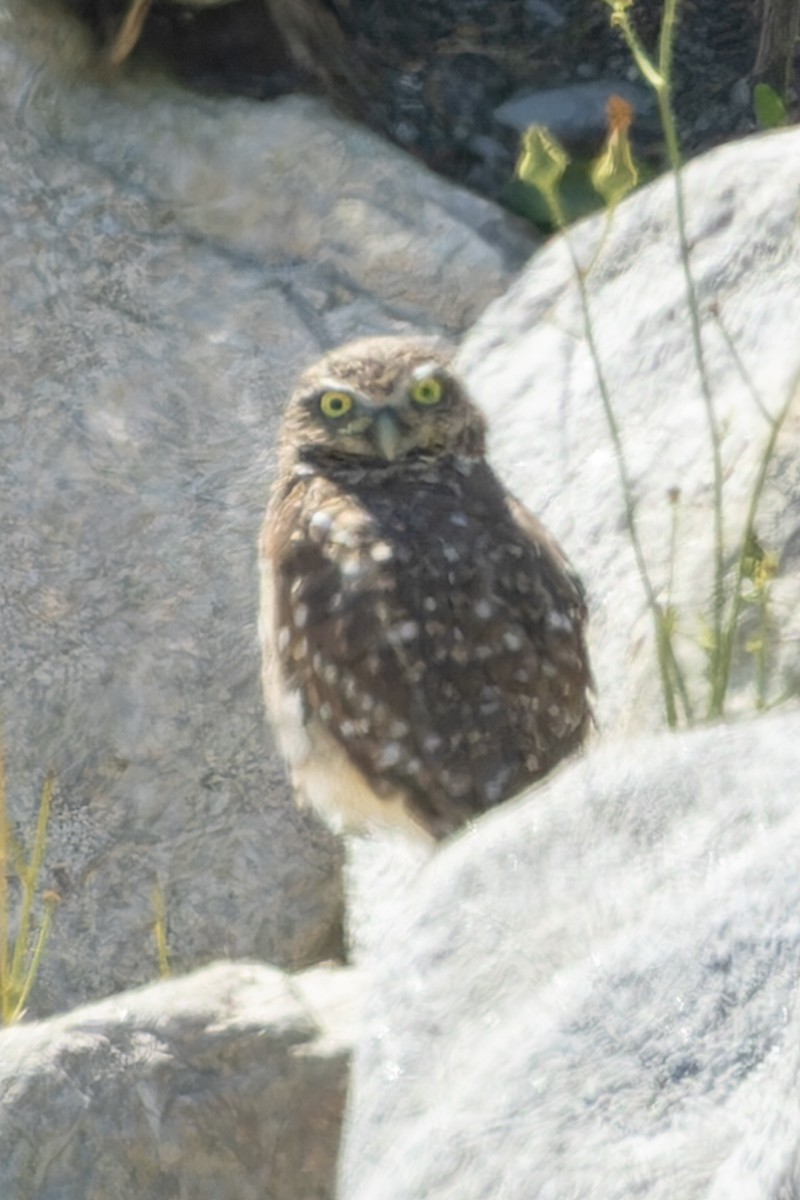 Burrowing Owl - ML624033606