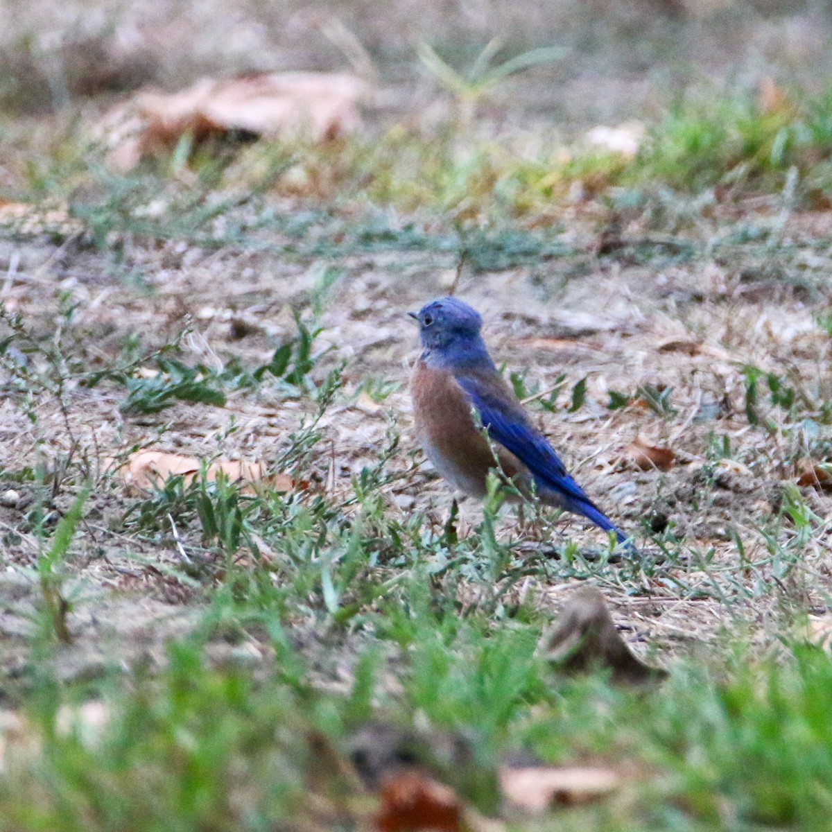 Western Bluebird - ML624033620