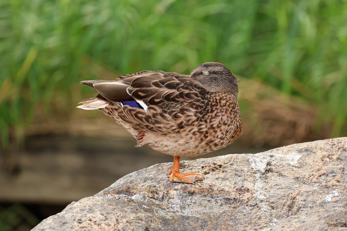 Mallard - ML624033626