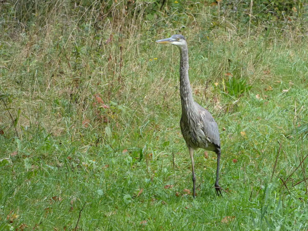 Great Blue Heron - ML624033655