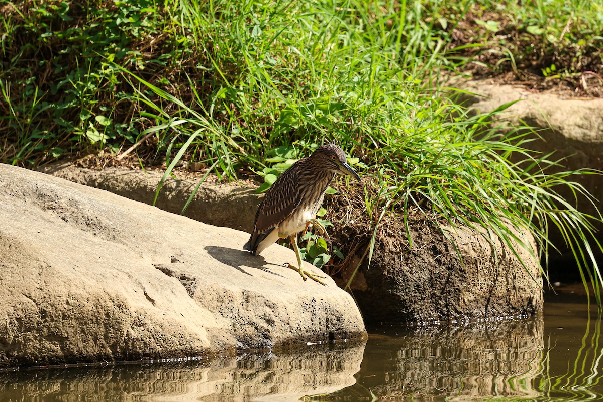 Black-crowned Night Heron - ML624033657