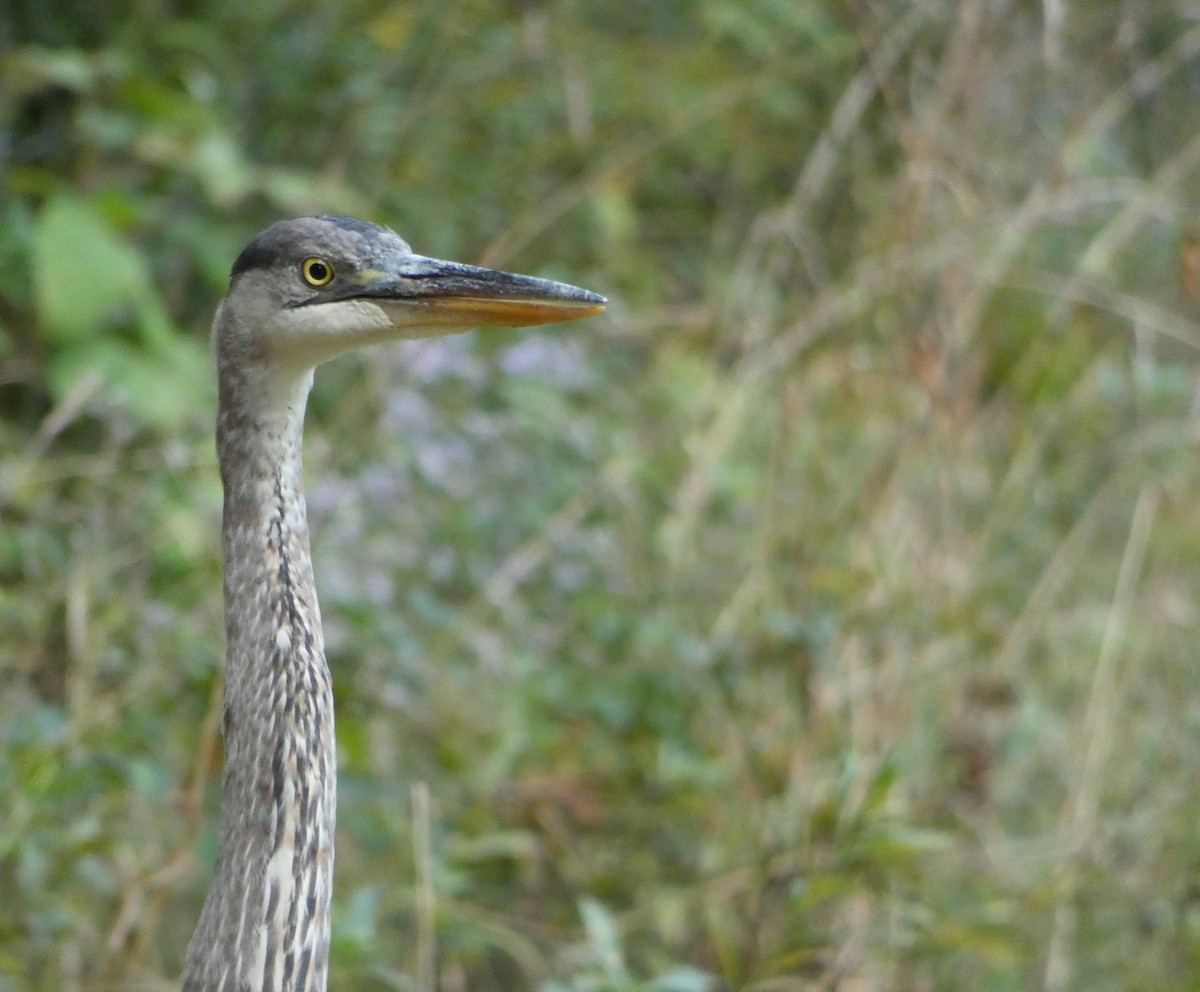 Great Blue Heron - ML624033660