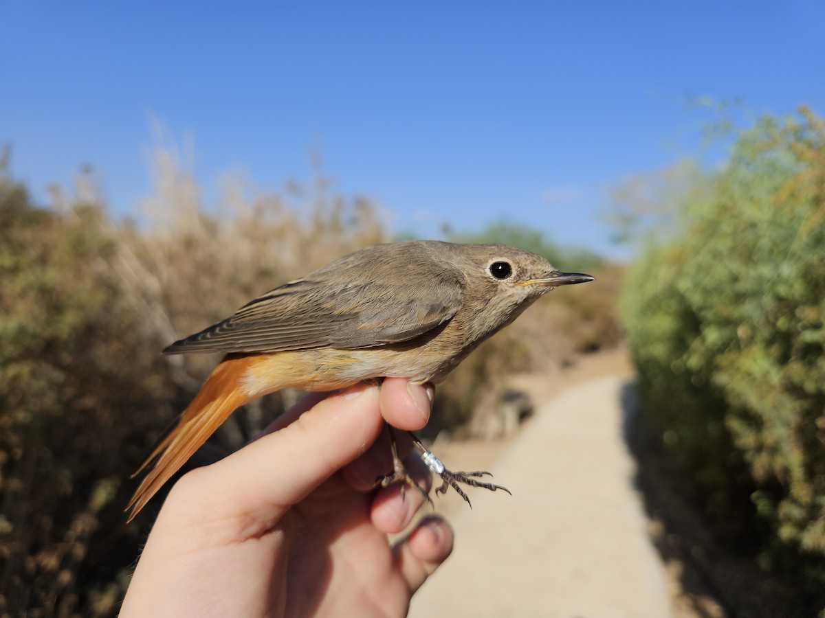 Common Redstart - ML624033665