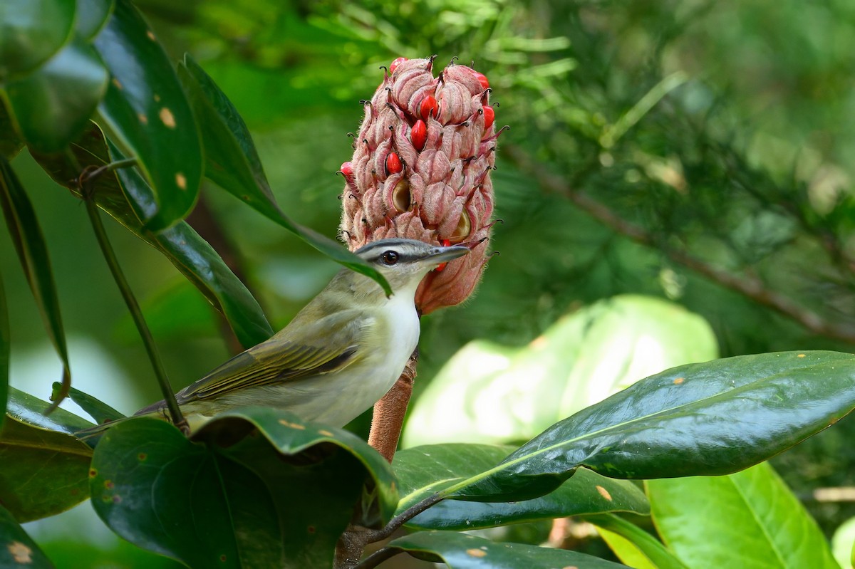 Kızıl Gözlü Vireo - ML624033696