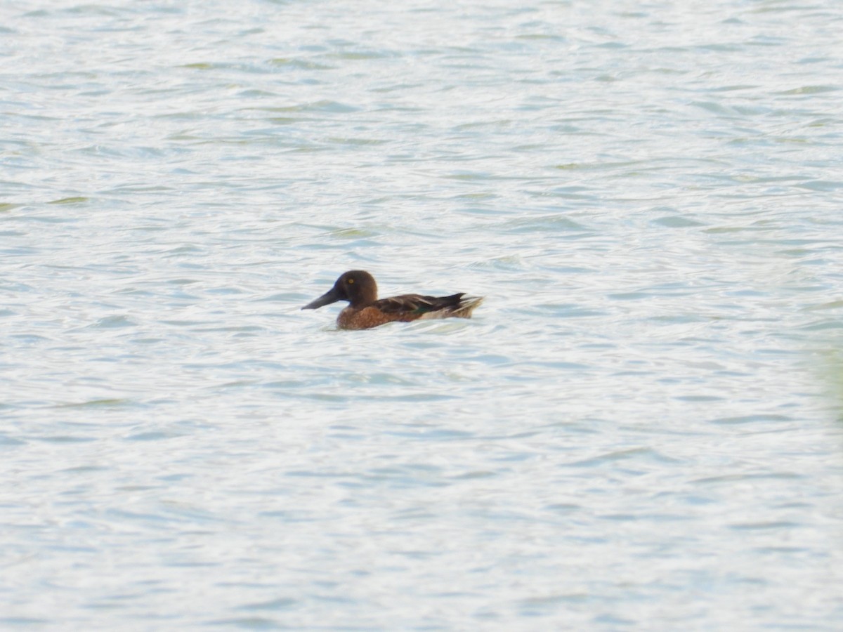 Northern Shoveler - ML624033711