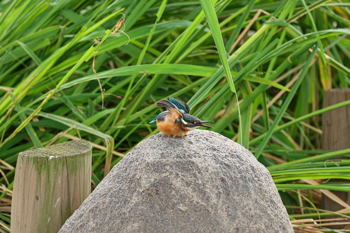 Common Kingfisher - ML624033716