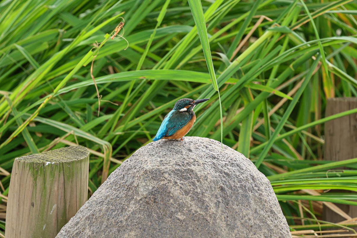 Common Kingfisher - ML624033717