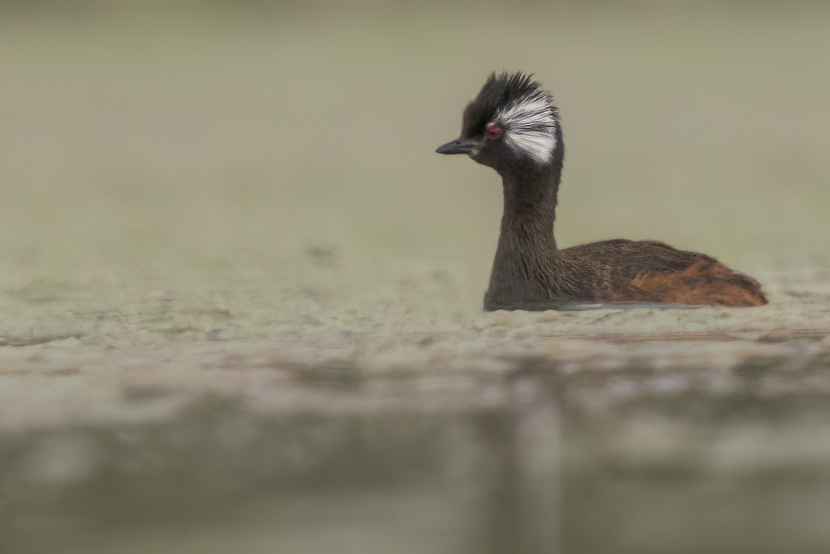 White-tufted Grebe - ML624033737