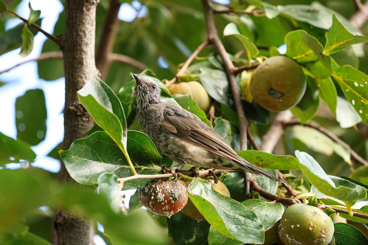 Bulbul à oreillons bruns - ML624033752