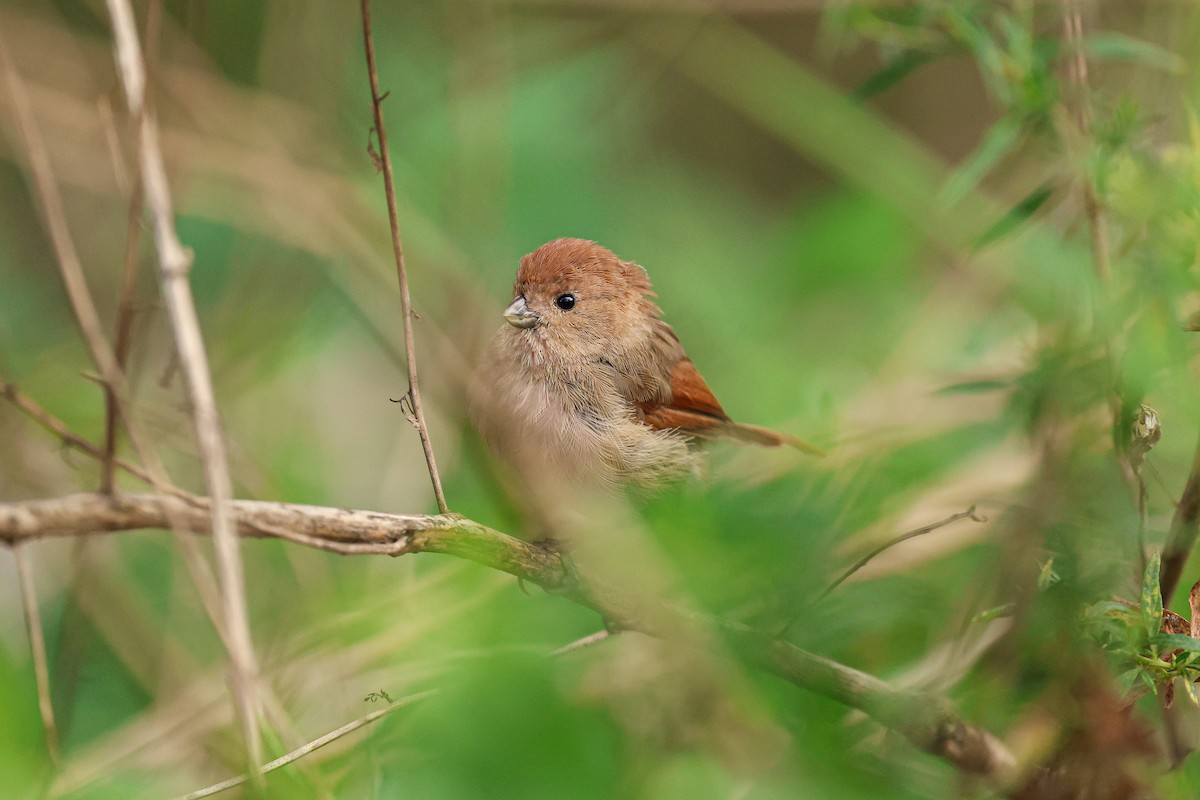 Vinous-throated Parrotbill - Shin Mun Cheol