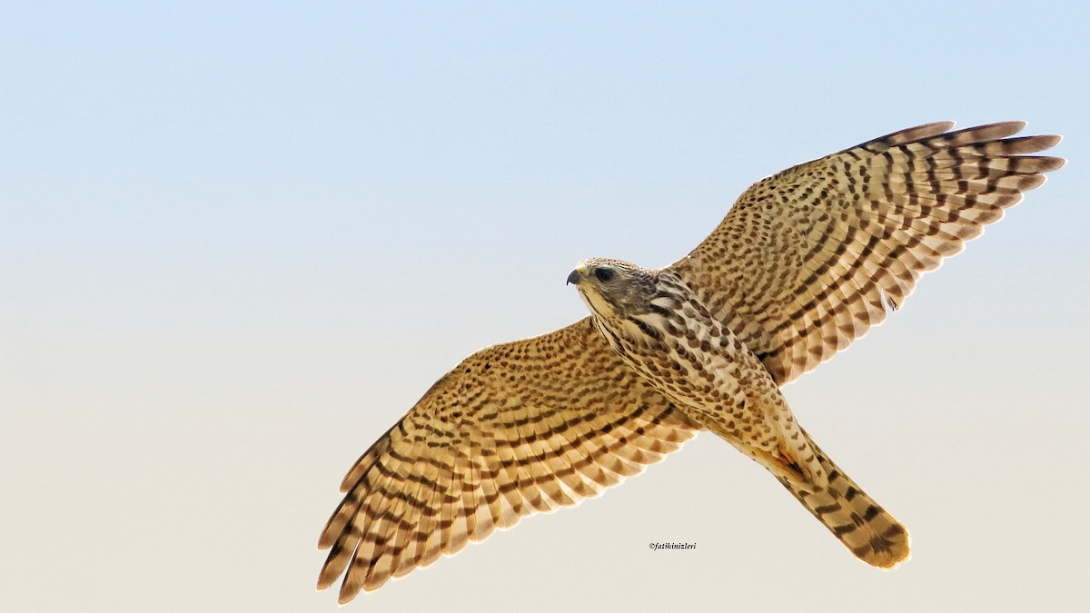 Levant Sparrowhawk - ML624033783