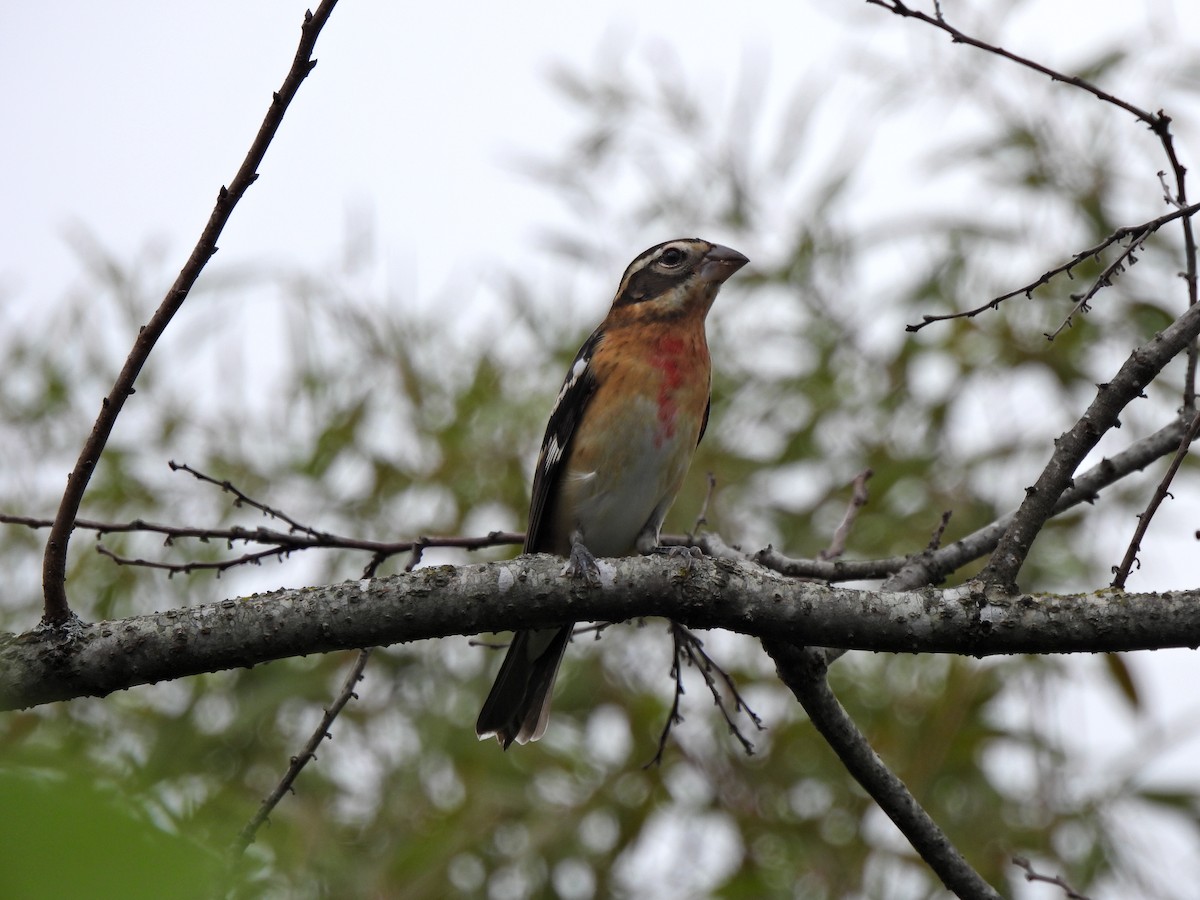 Rose-breasted Grosbeak - ML624033805