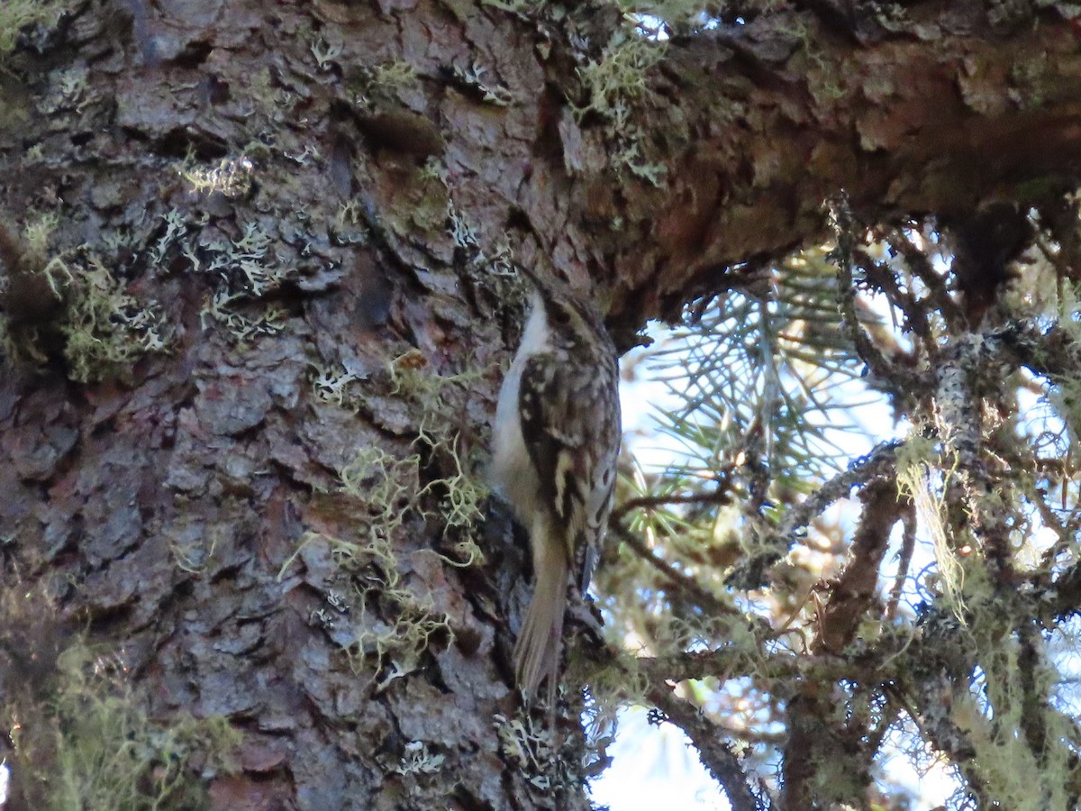 Brown Creeper - ML624033821