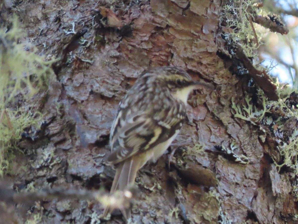 Brown Creeper - ML624033826