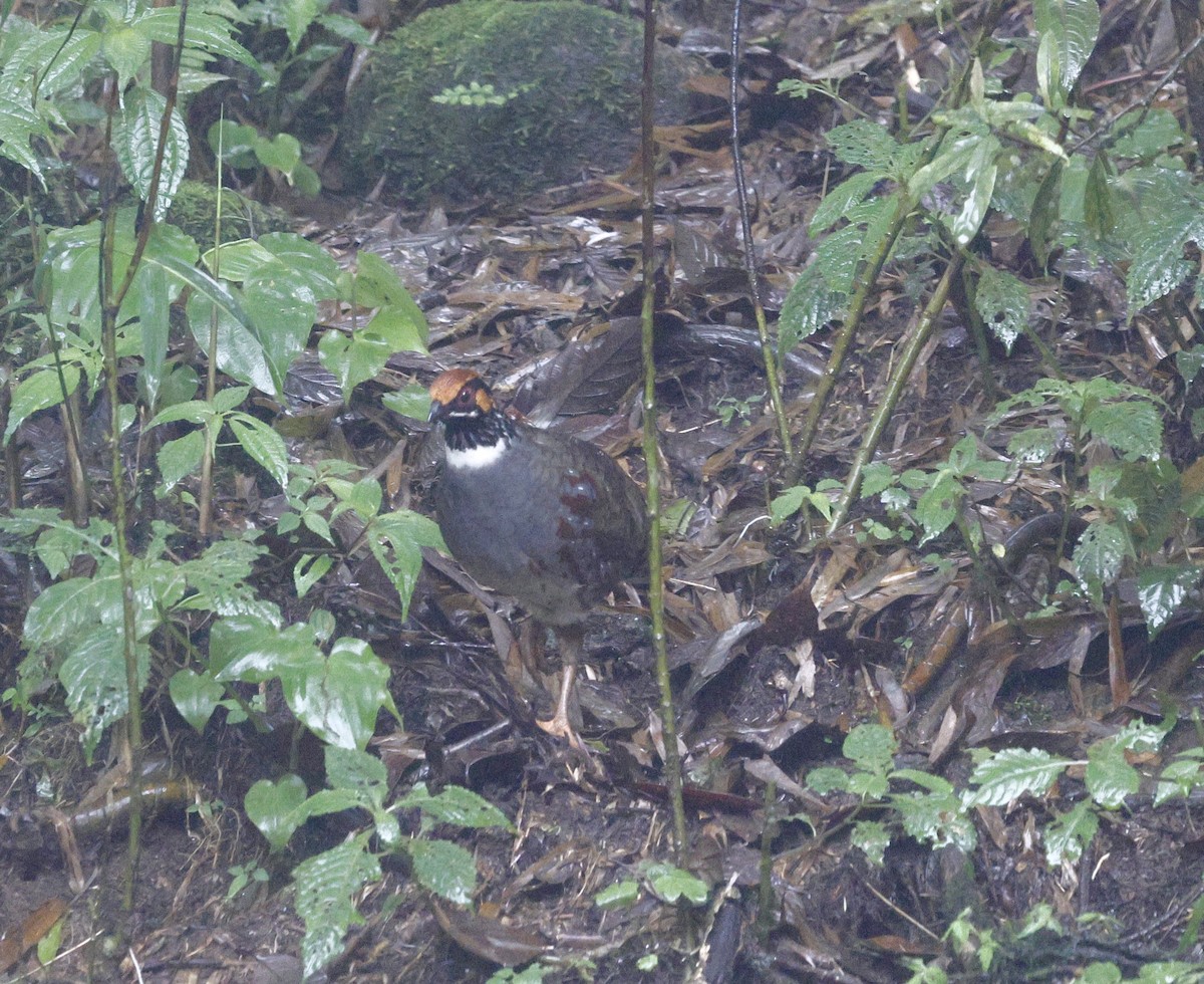 Hill Partridge - ML624033837