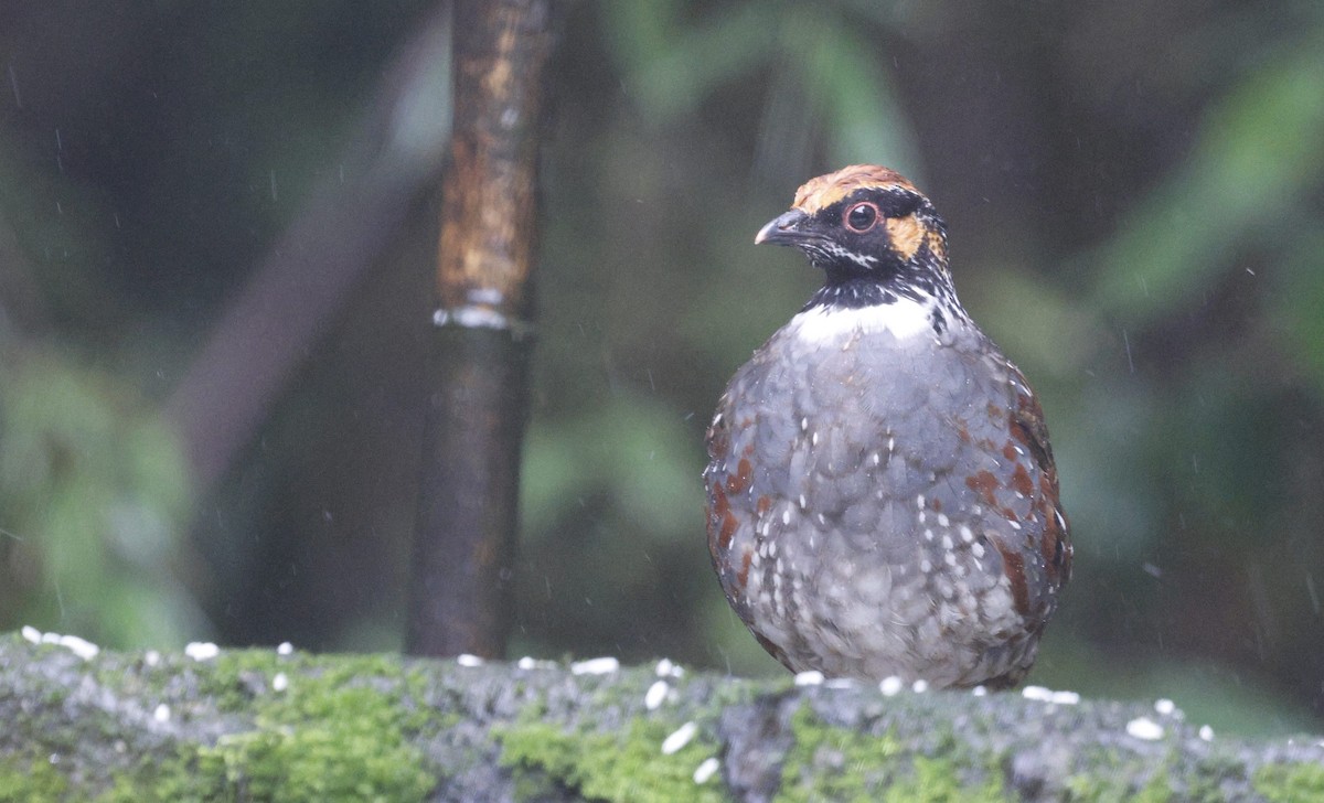 Hill Partridge - ML624033838