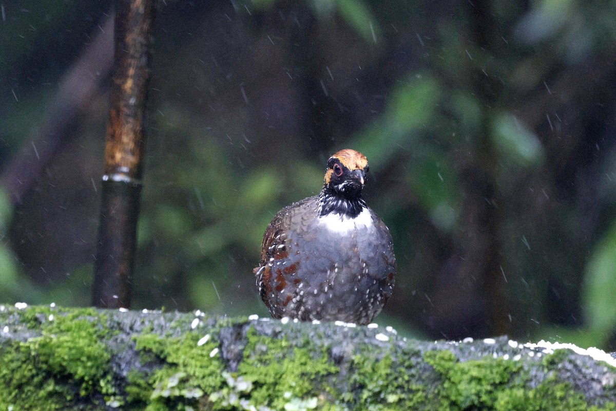 Hill Partridge - ML624033845