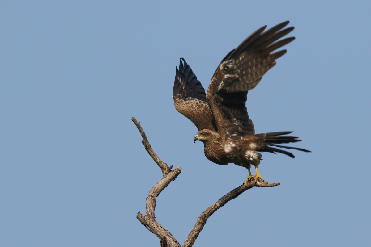 Black Kite - ML624033856