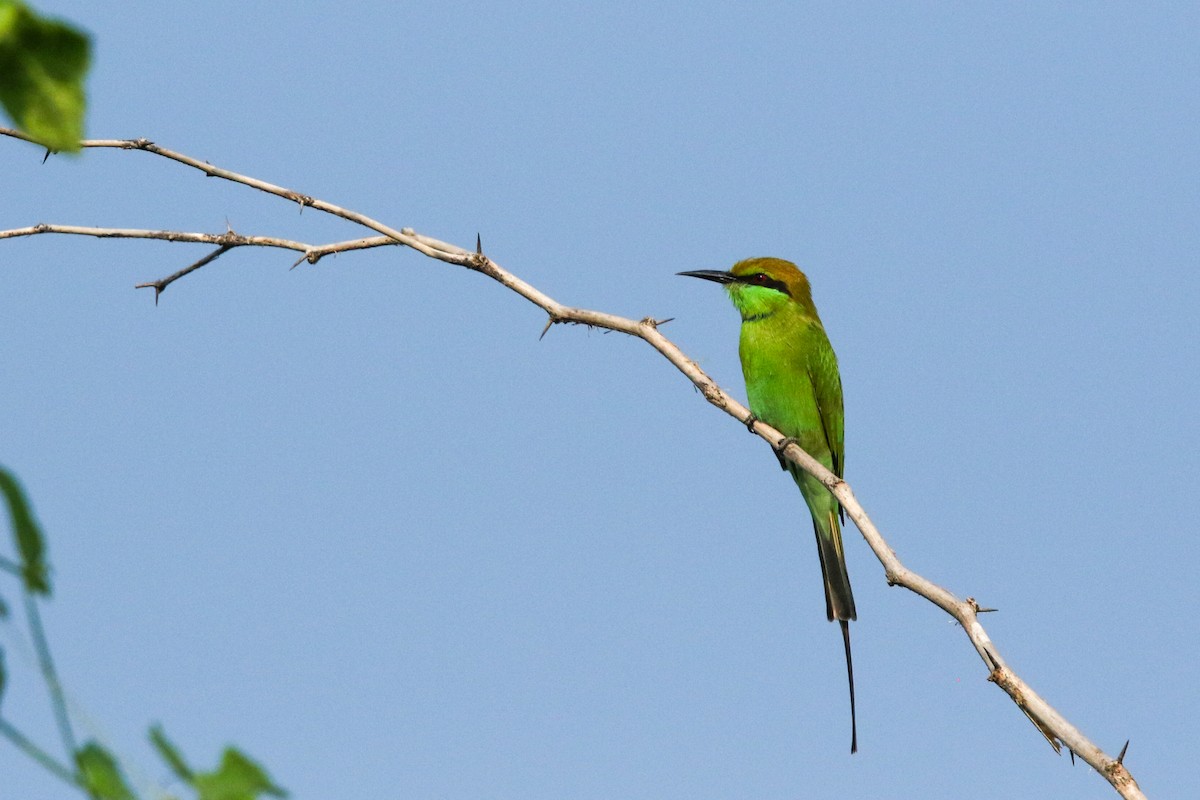 Asian Green Bee-eater - ML624033887