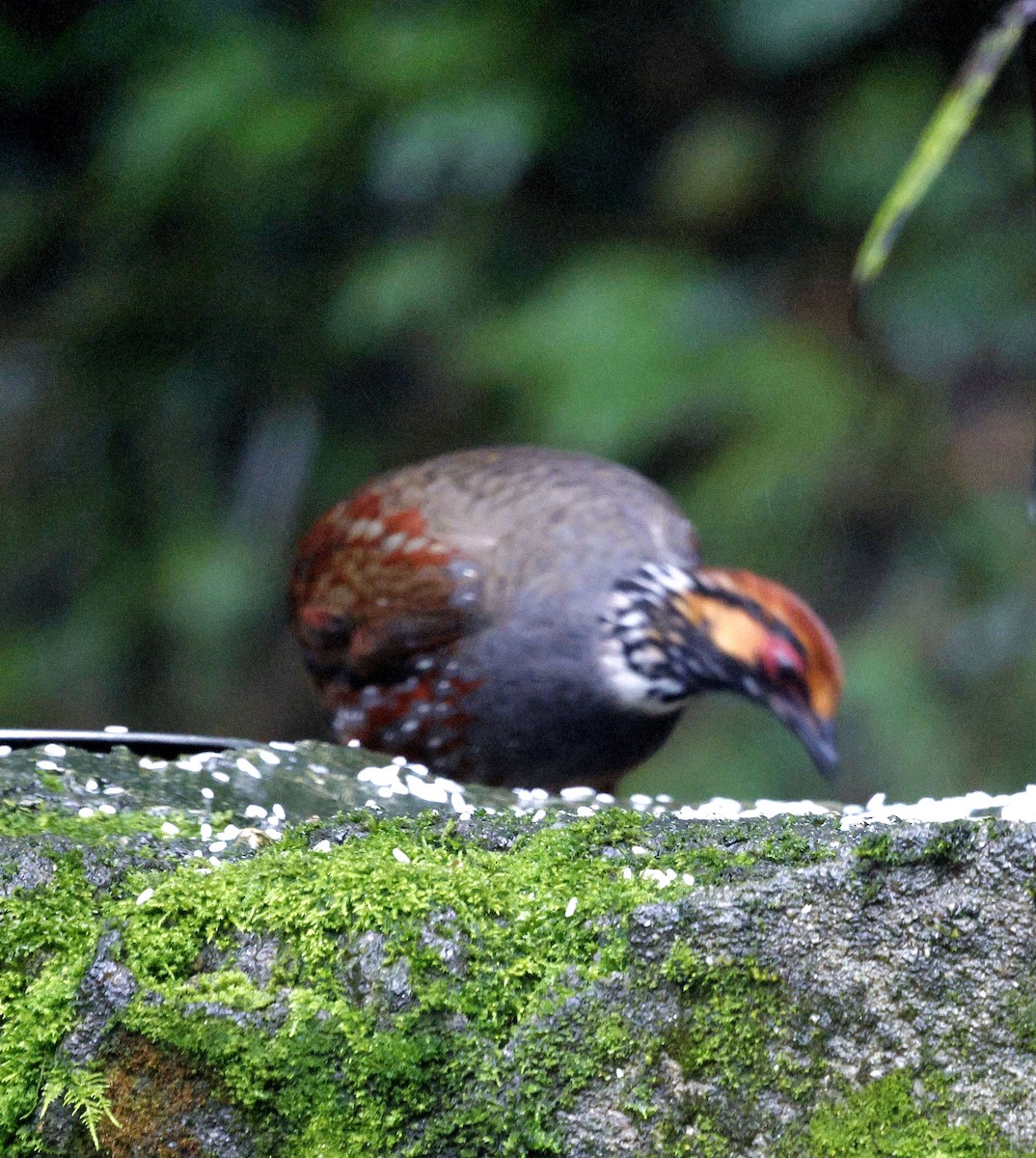 Hill Partridge - ML624033917