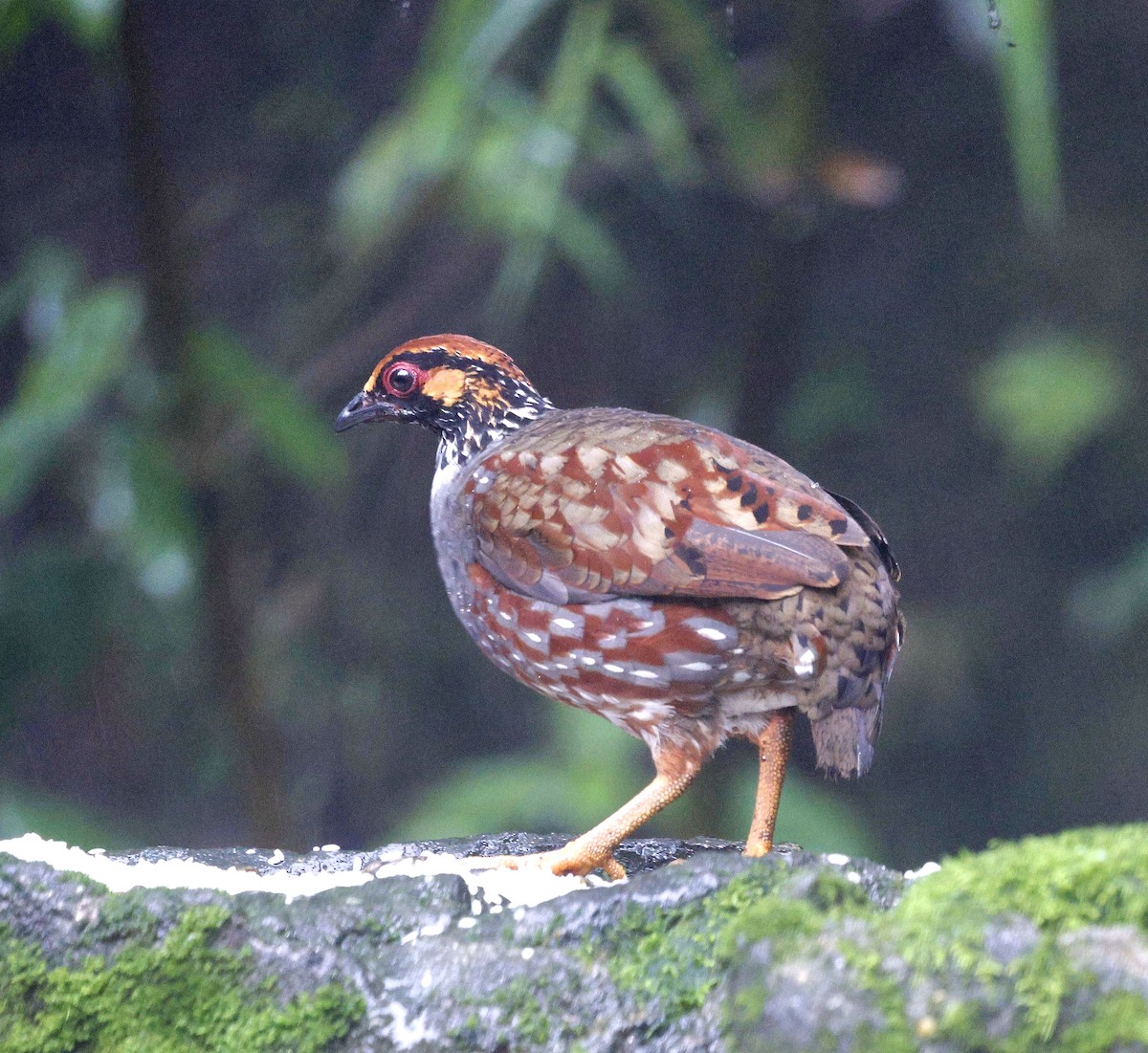 Hill Partridge - ML624033918