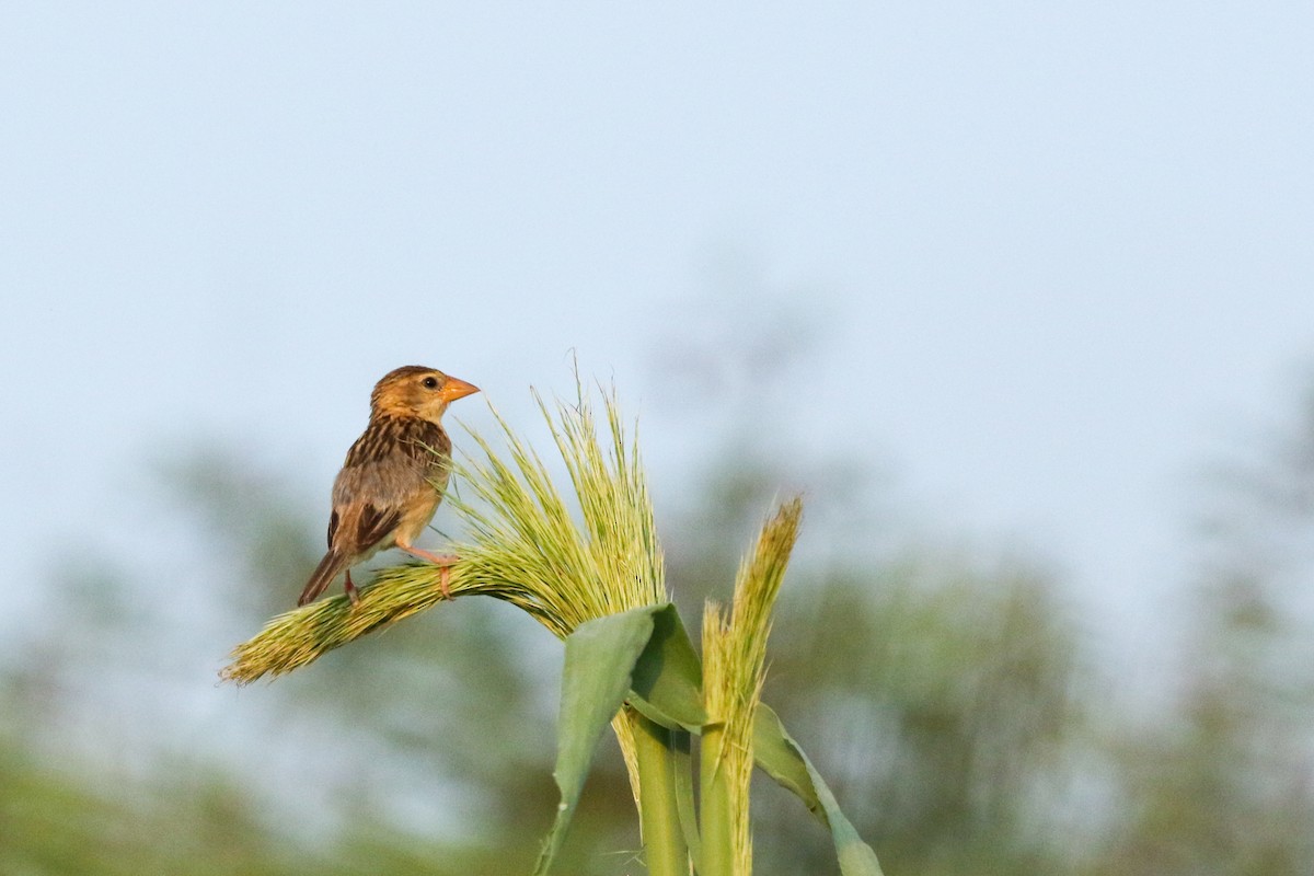 Baya Weaver - ML624033923