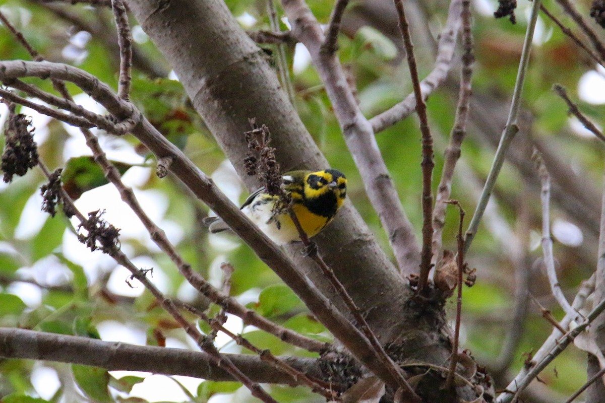 Townsend's Warbler - ML624033939