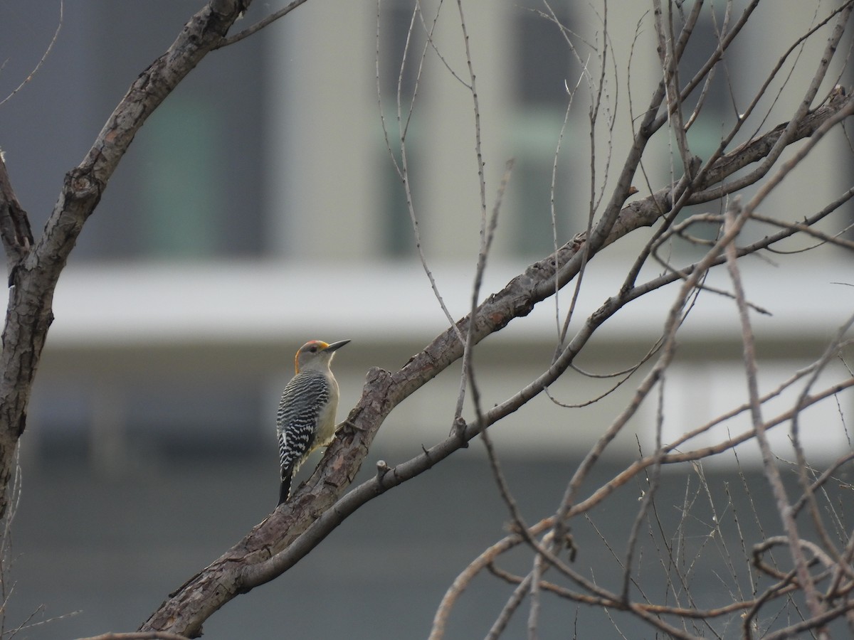 Golden-fronted Woodpecker - ML624033973