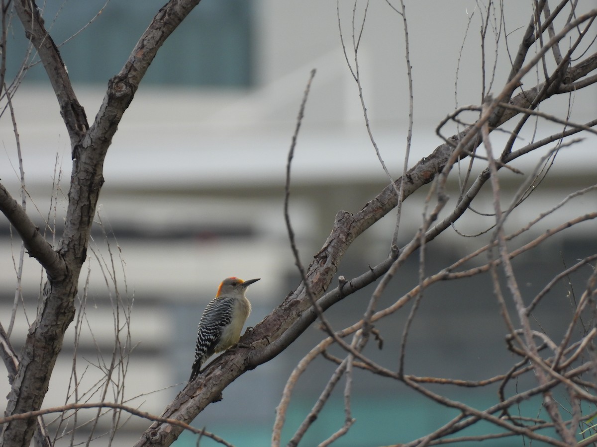 Golden-fronted Woodpecker - ML624033975