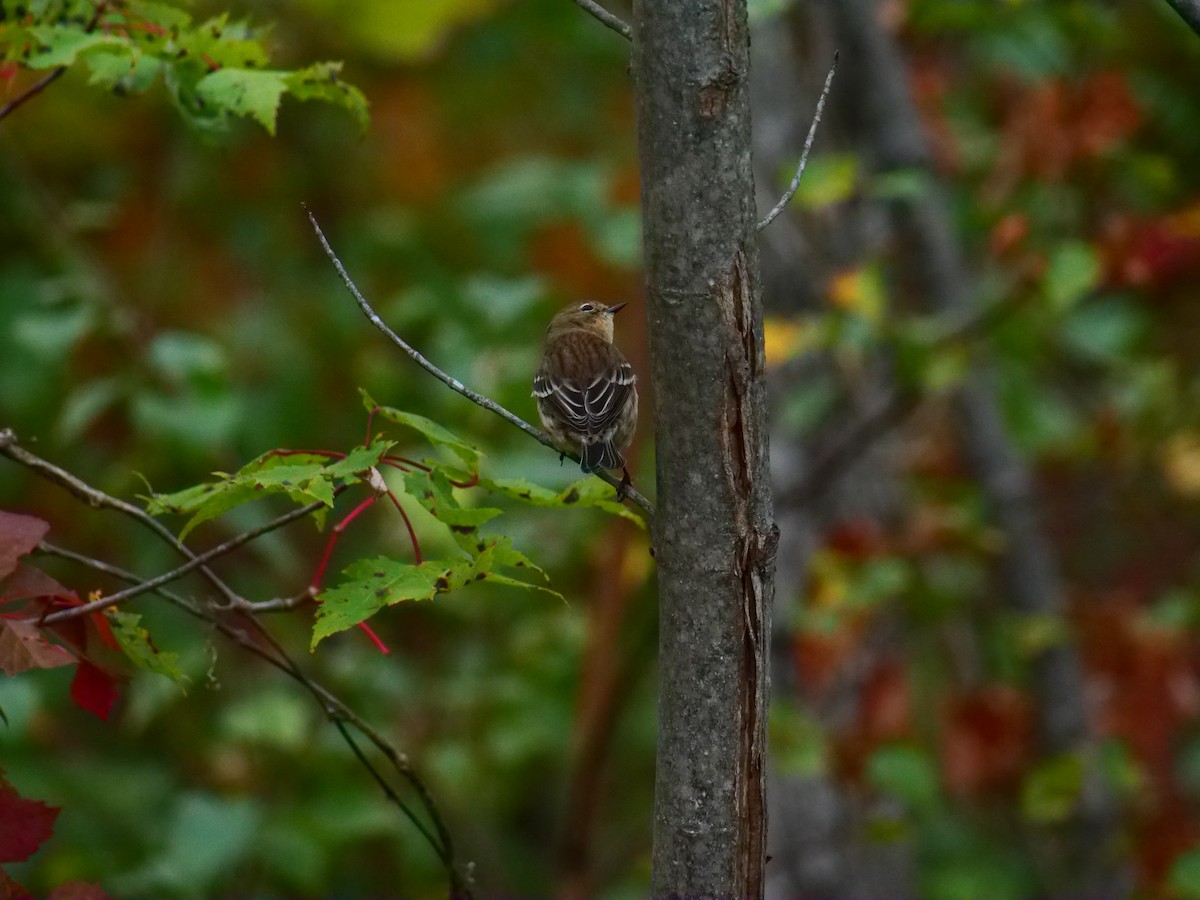 Yellow-rumped Warbler (Myrtle) - ML624033993