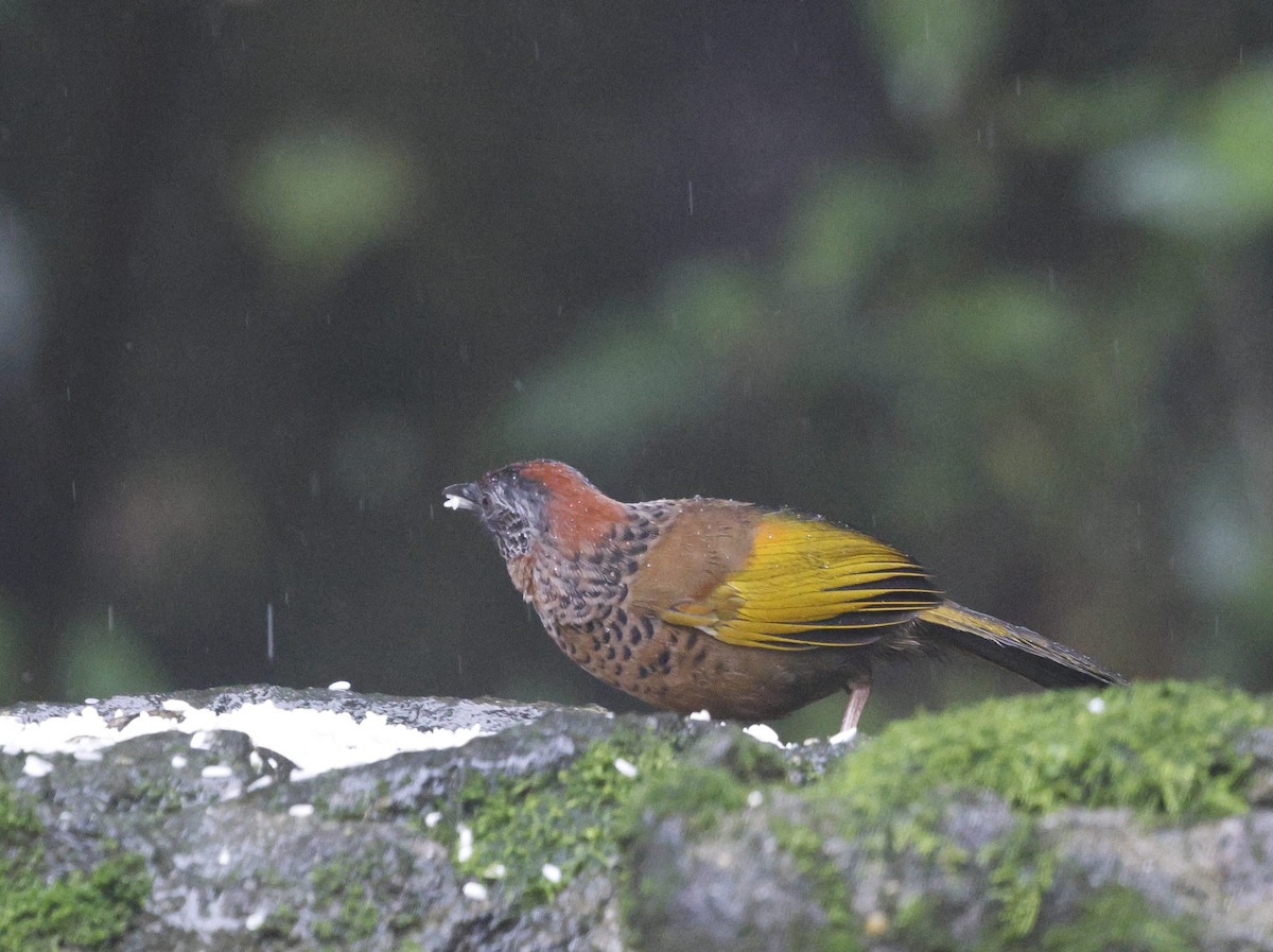 Chestnut-crowned Laughingthrush - ML624033998