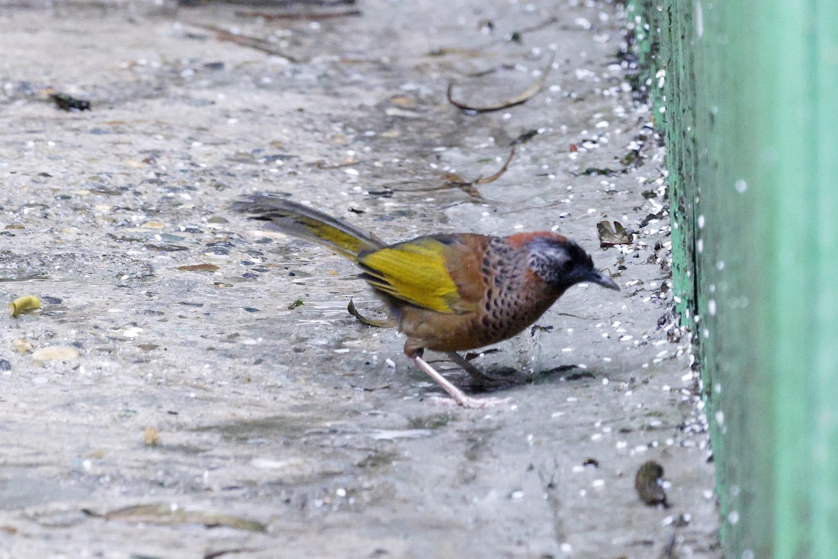 Chestnut-crowned Laughingthrush - ML624033999