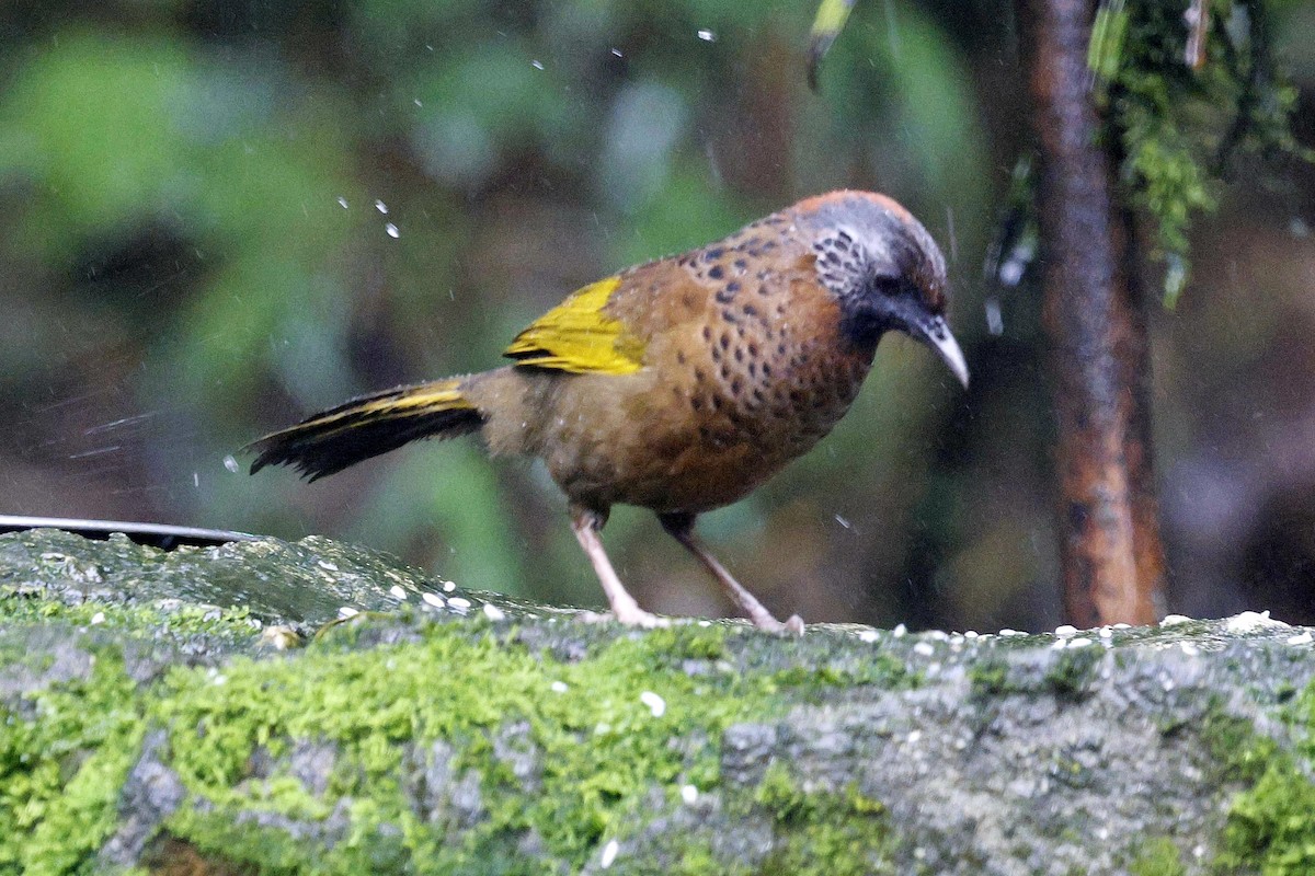 Chestnut-crowned Laughingthrush - ML624034000