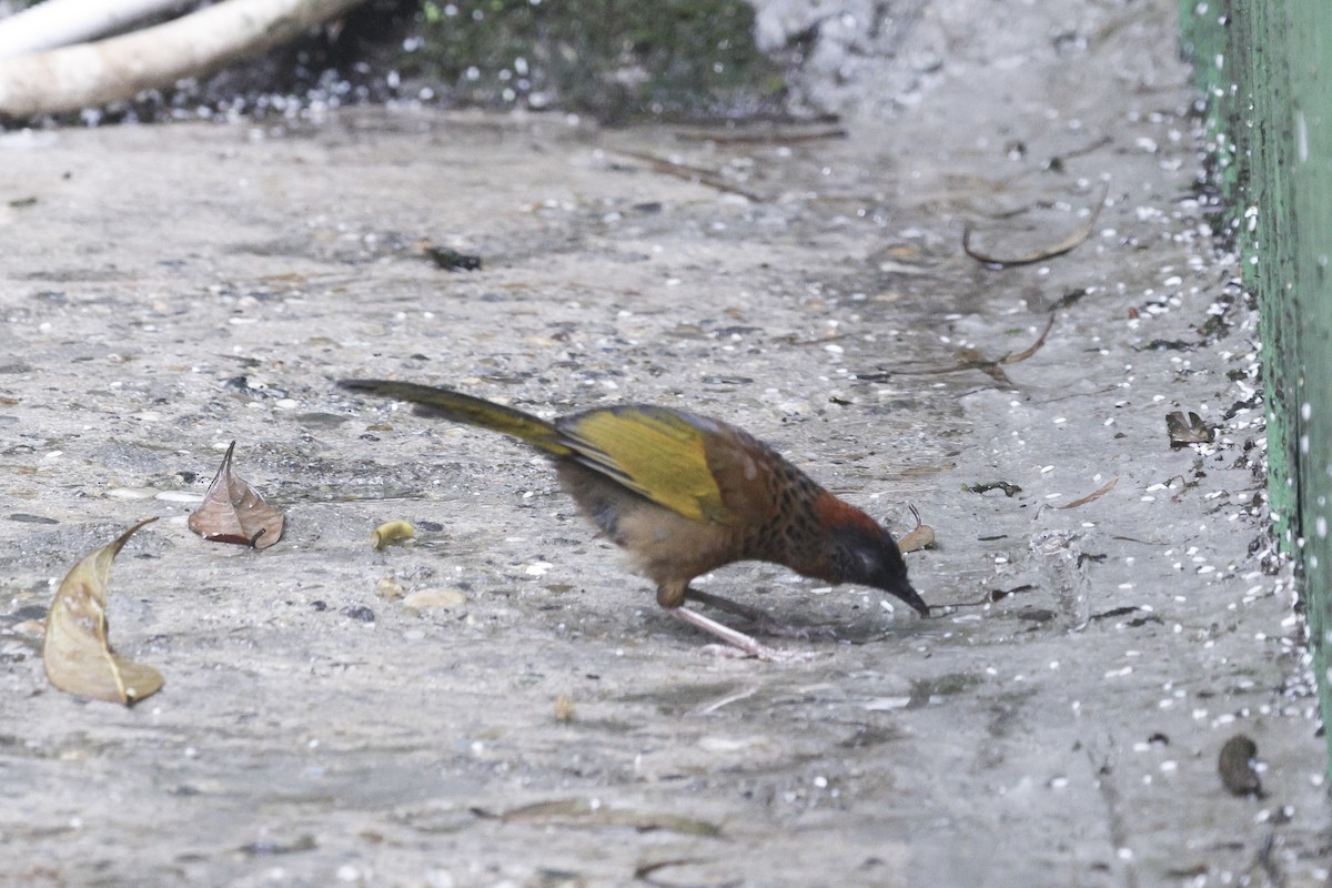 Chestnut-crowned Laughingthrush - ML624034004