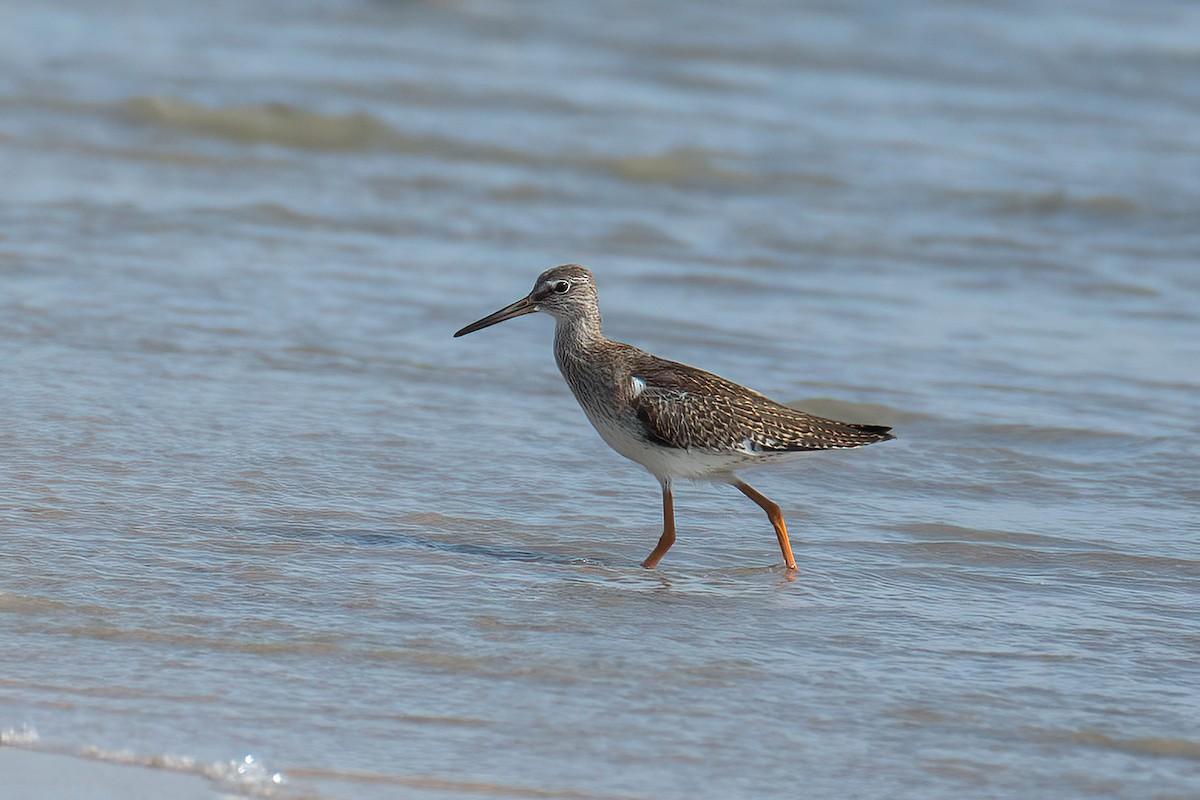 Common Redshank - ML624034014