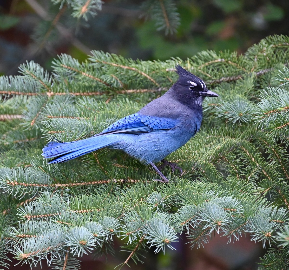 Steller's Jay - ML624034019