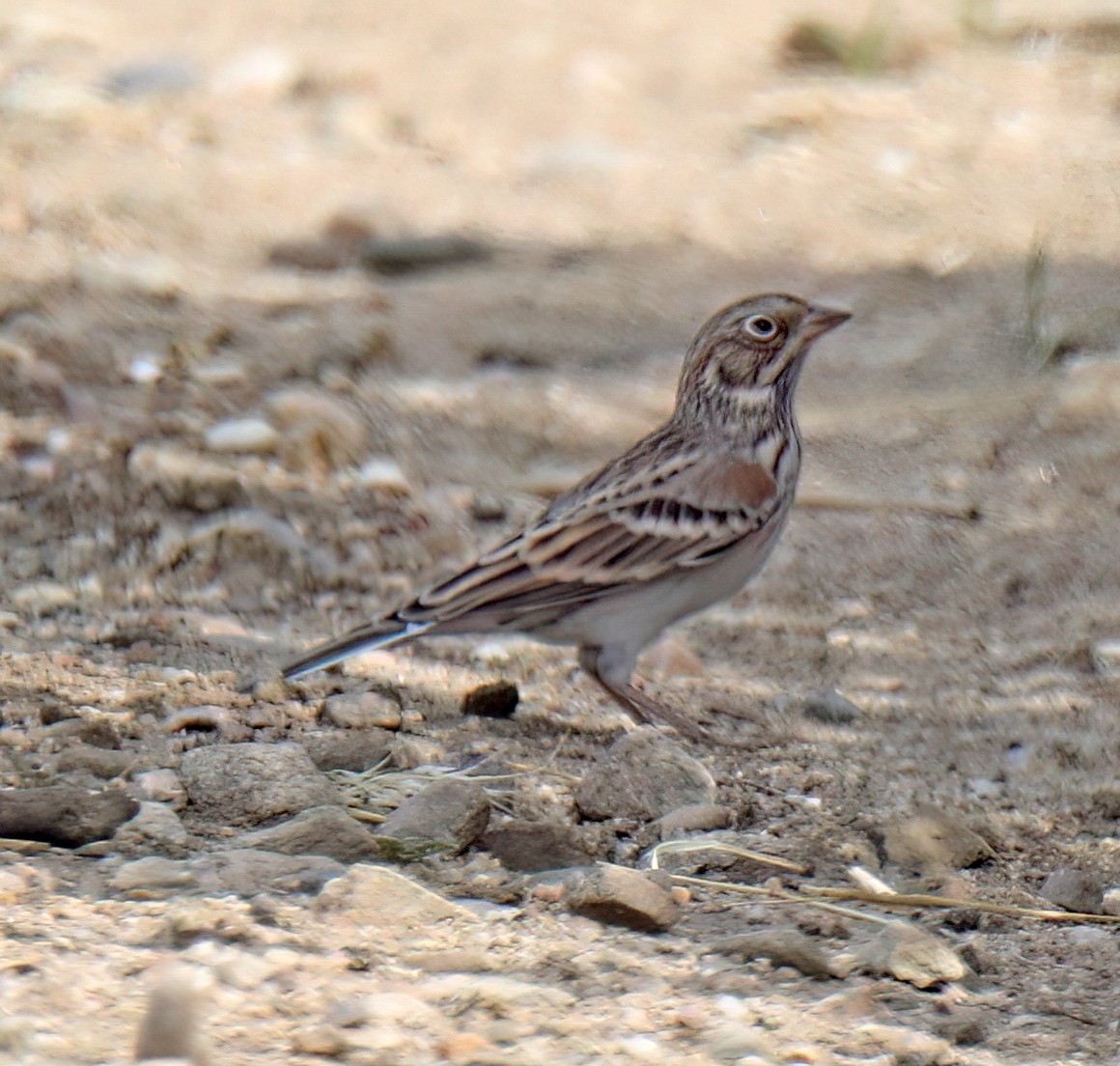 Vesper Sparrow - ML624034063