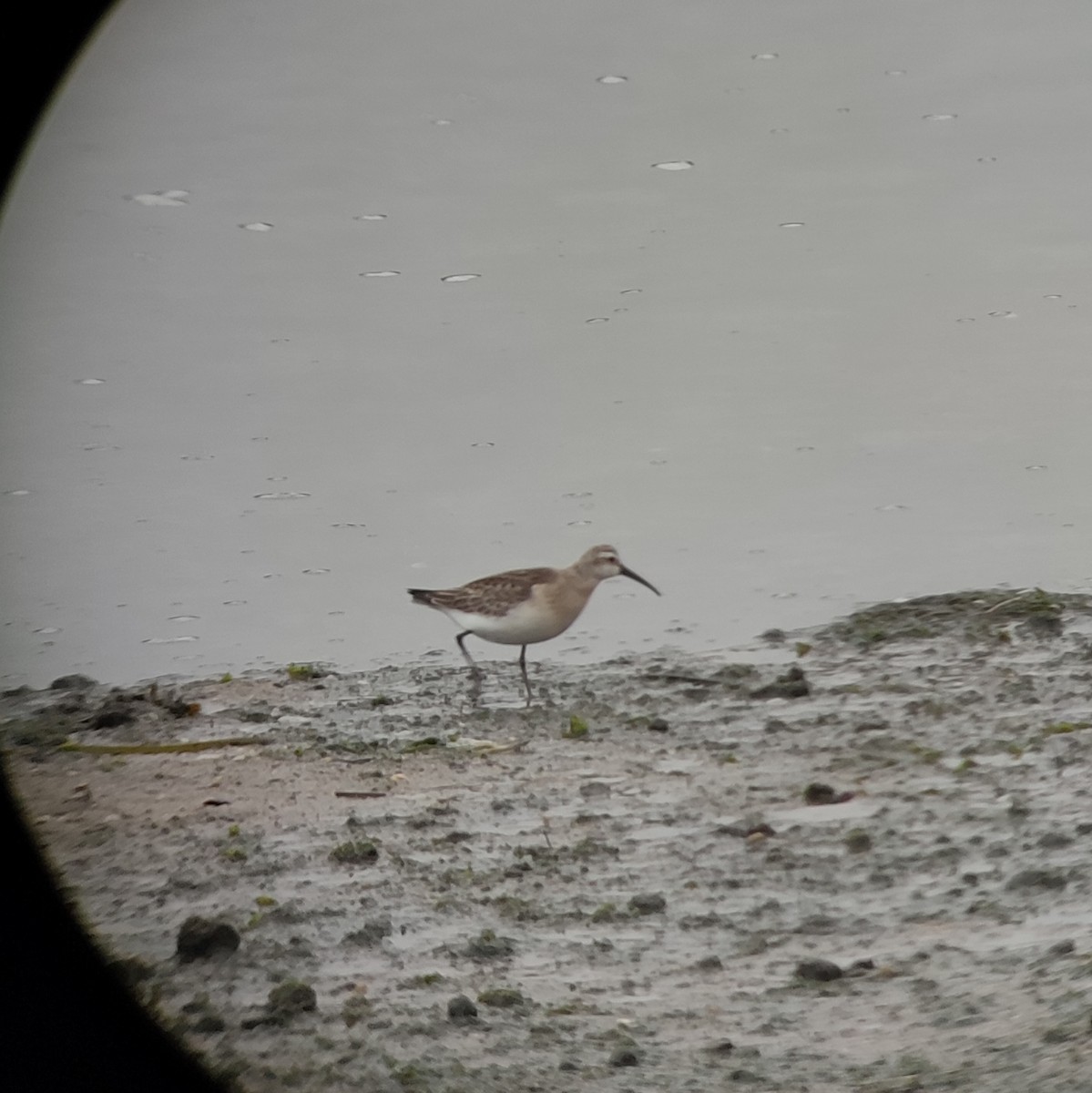 Curlew Sandpiper - ML624034066