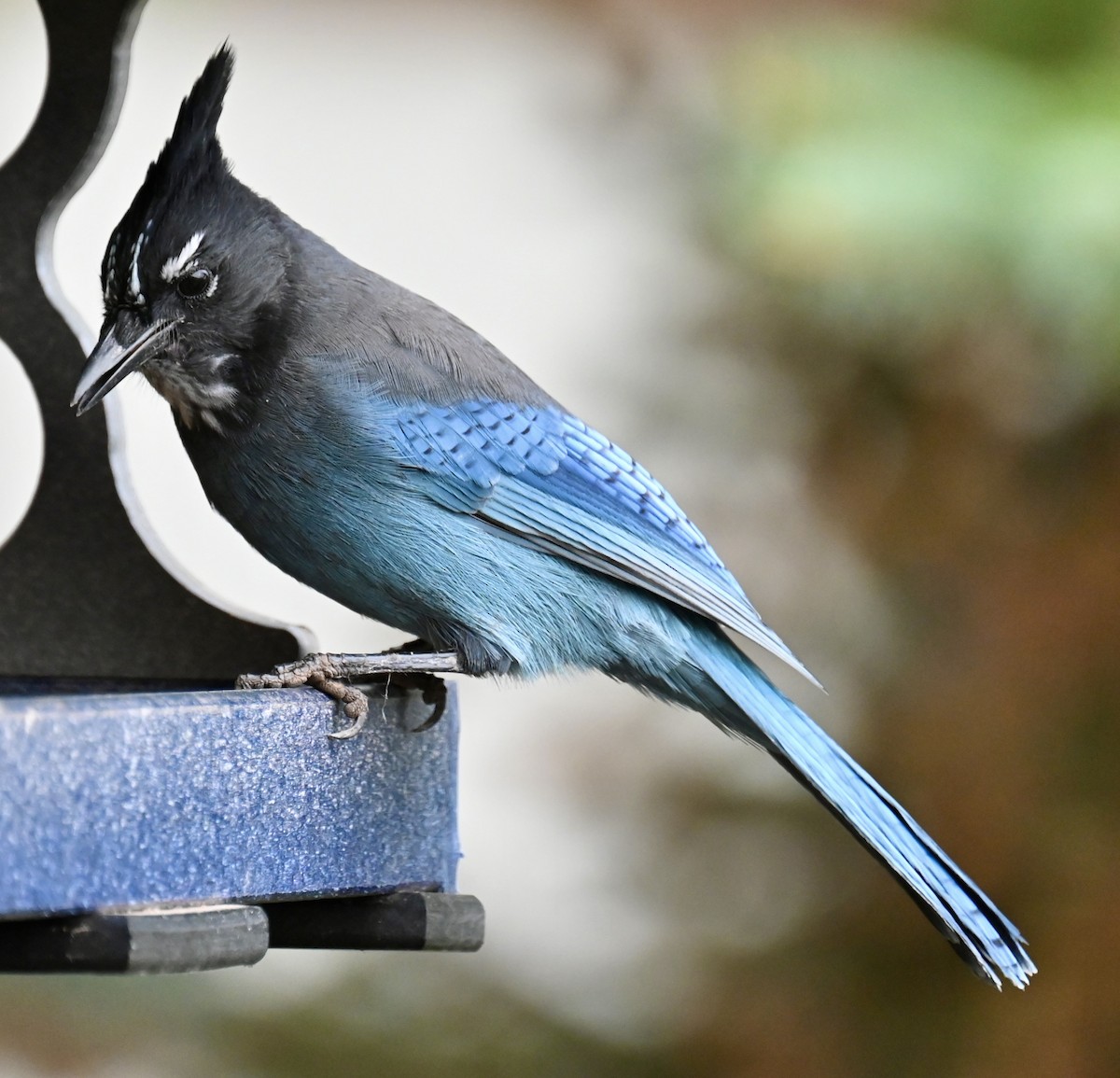 Steller's Jay - ML624034067