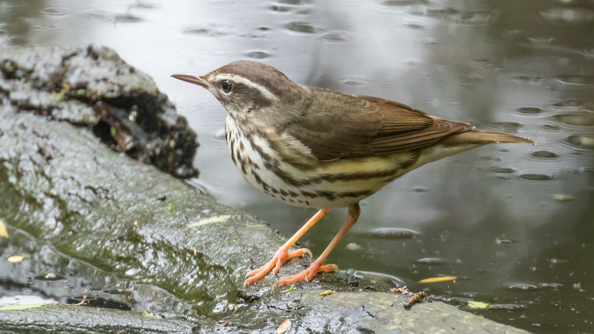 Louisiana Waterthrush - ML624034086