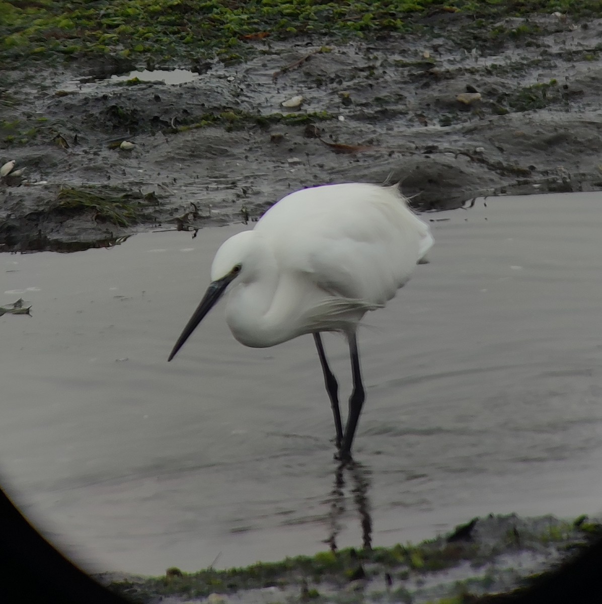 Little Egret - ML624034112