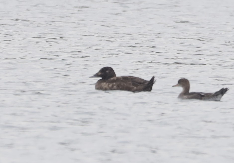 White-winged Scoter - ML624034113