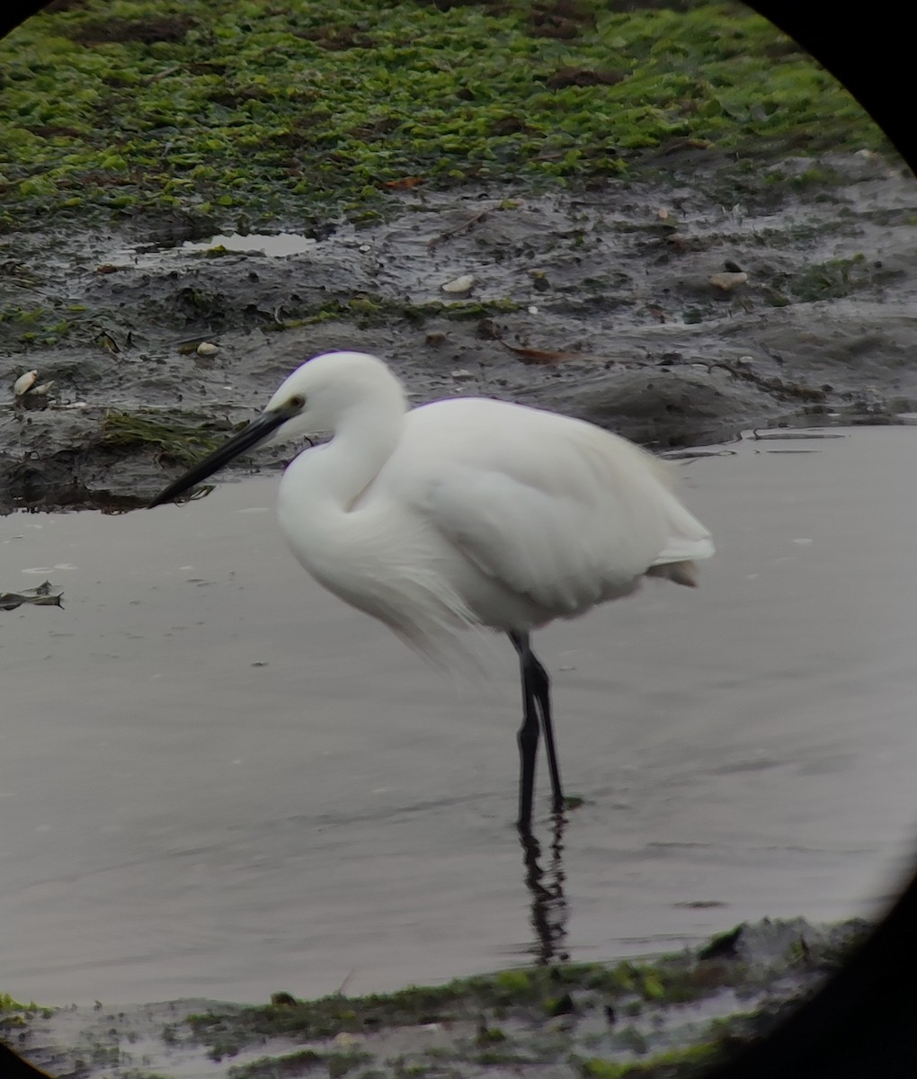 Little Egret - ML624034114