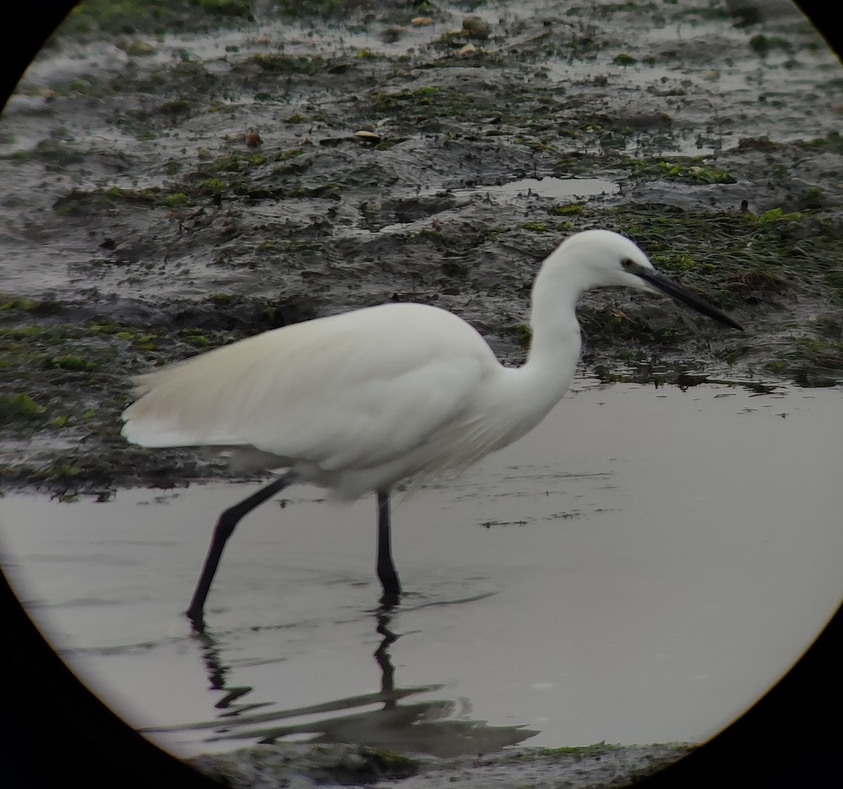 Little Egret - ML624034115