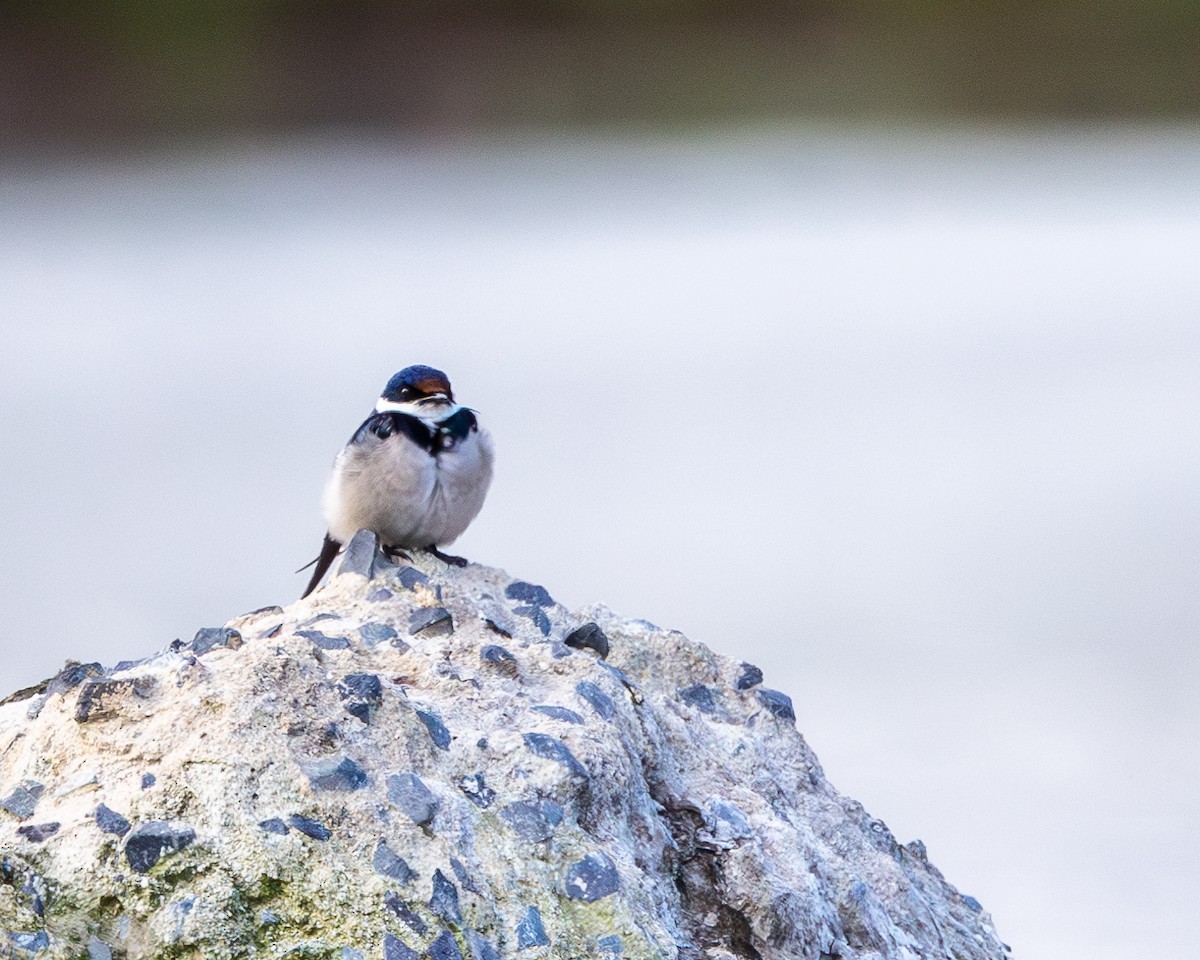 White-throated Swallow - ML624034127