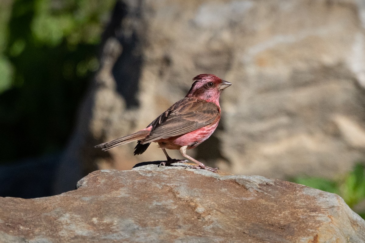 Pink-browed Rosefinch - ML624034128