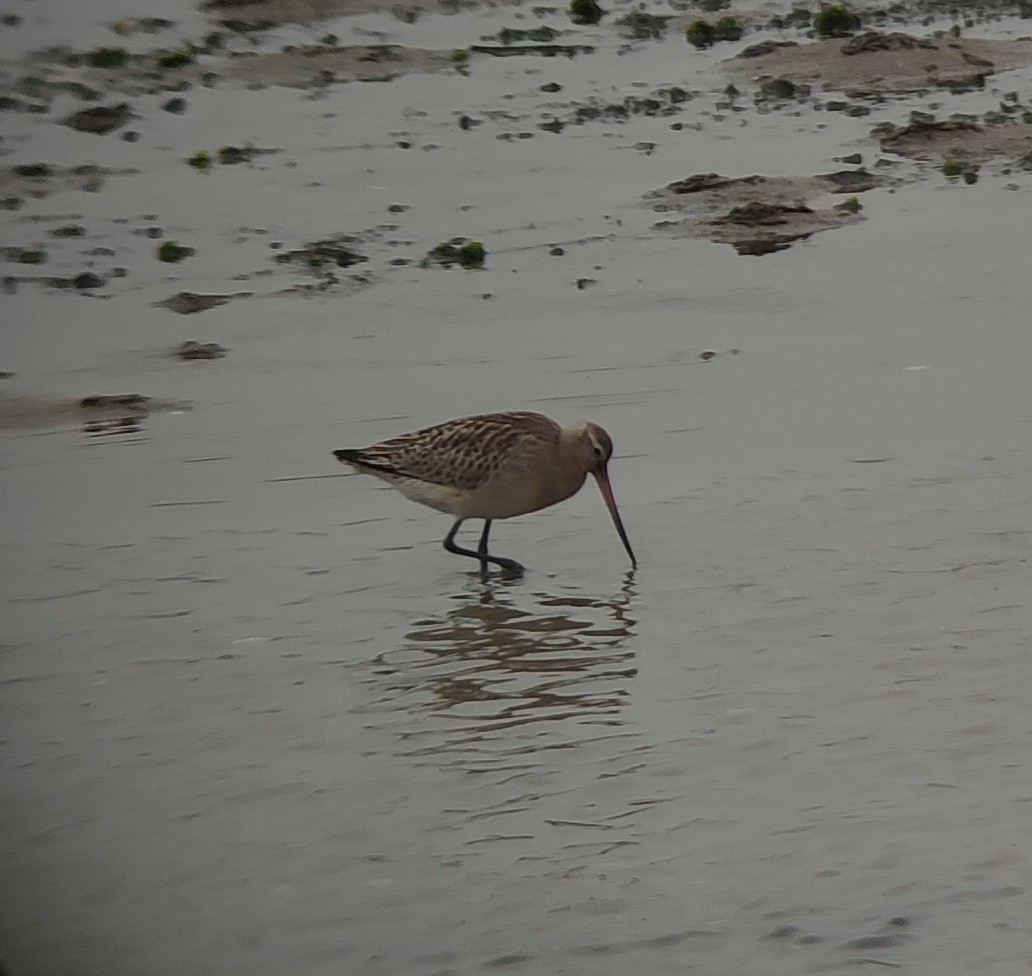 Bar-tailed Godwit - ML624034133