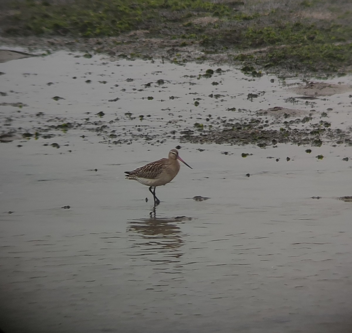 Bar-tailed Godwit - ML624034136