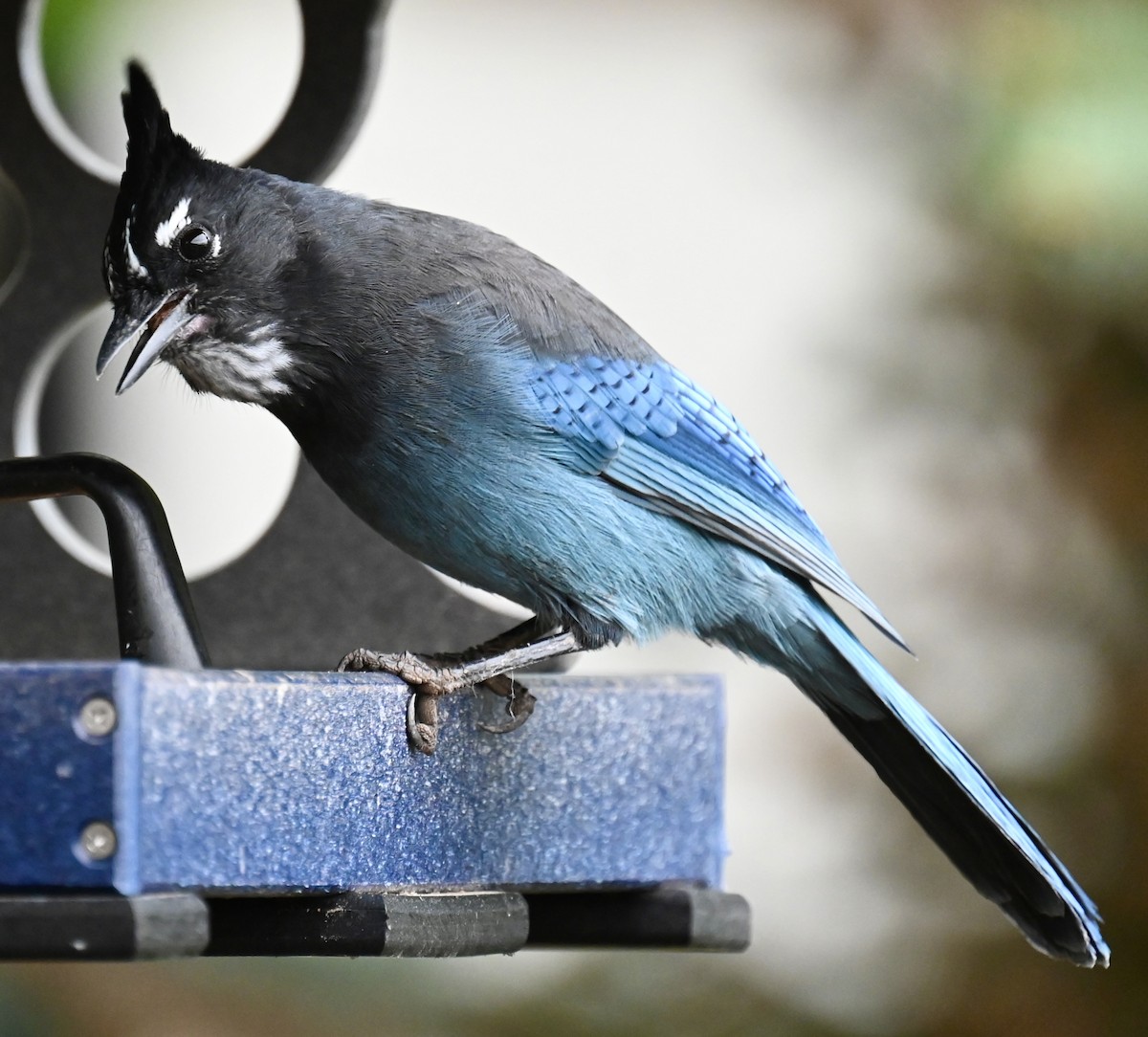 Steller's Jay - ML624034151